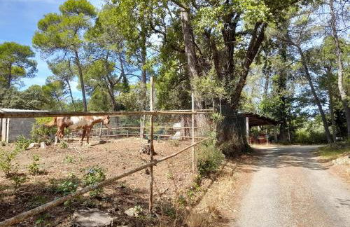 les arbousiers brignoles piscine et spa - Foto 34