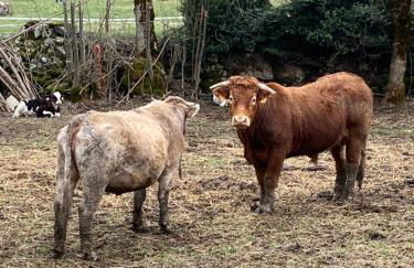 CHECK-IN CASAS Cumbre de Benasque - Photo 29