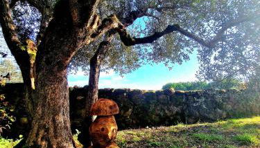 Torre del Tempo - Photo 4, Garden