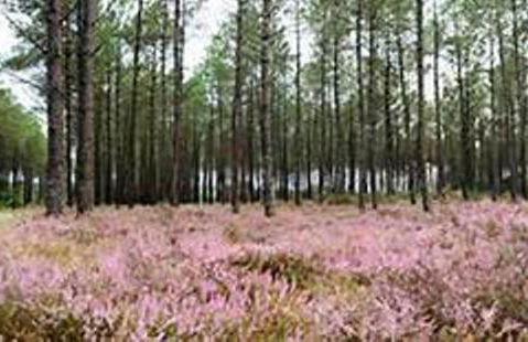 DOMAINE D'ONCE - Foto 18