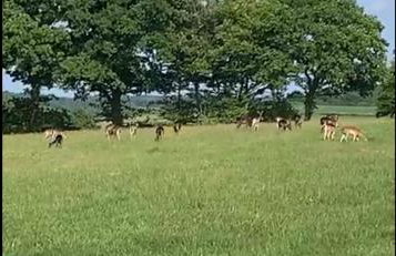 Shepherd Hut Lodge on Farm Waterside Goodwin Farm - Photo 2