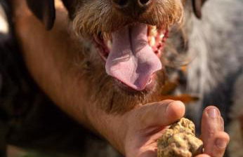 Tenuta Cascina Marenco - Foto 27