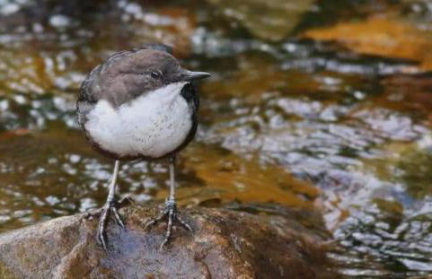 The Old Mill Cottage - Foto 73