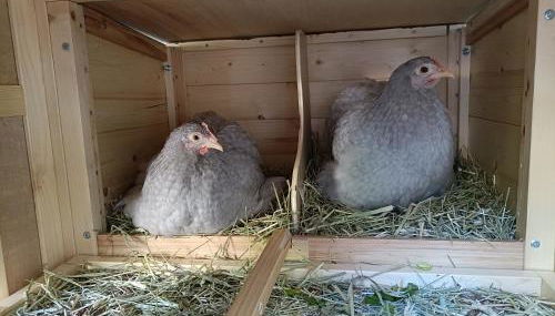 Preciosa casa con jardín "Casa Gastón" - Photo 4