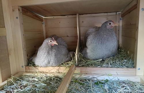 Preciosa casa con jardín "Casa Gastón" - Photo 4