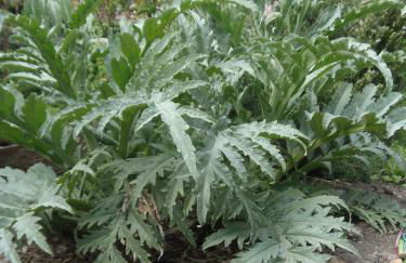 Les Cimaises du Couvent - Foto 27