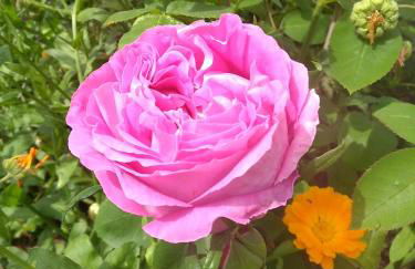 Charmant Horizon - Foto 36