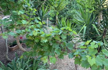 Apartments Despotović - Photo 17