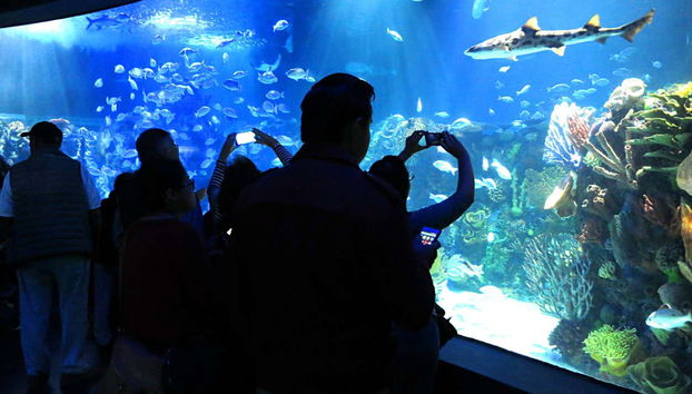 Entrada al Acuario Inbursa + Transporte - Foto 3