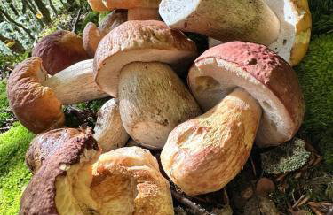 Bieszczady Domek u Pączka - Foto 7