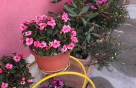 Lipovac resort Ficus - Foto 62