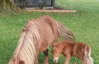 Agroturystyka Pod Pstrągiem - Foto 27