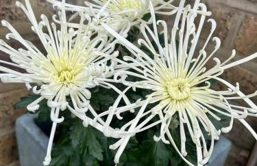 Spacious Duplex Flat West London for Families & Groups - Foto 47