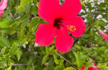 Casa Lilly-Rose, a beautiful 3 bedroom detached villa a short walk to the Villamartin Plaza & Golf course - Foto 60