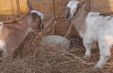 La Caigola - Foto 34