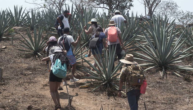 Conheceremos como se planta o agave