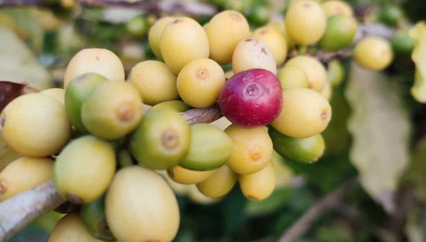 Contemplando una planta de café