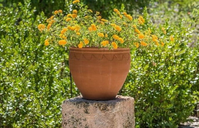 Tia Maria Country Inn - Foto 40