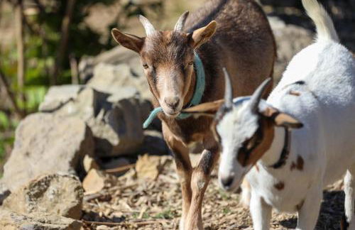 CHEZ Xavier - Foto 35