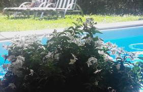 casa belvedere - Foto 29