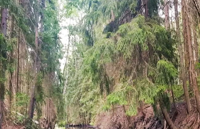 4 Person Holiday Home in Granna-by Traum - Photo 30