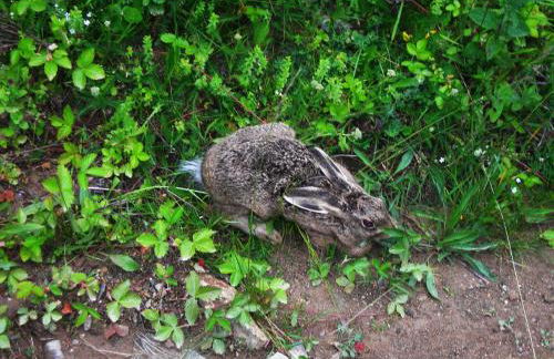 Appartement les rives de l’Ariège - Foto 64