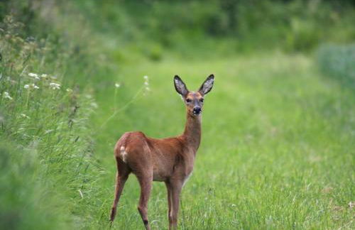 Hook Farm Cottages - Foto 8