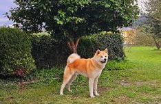 Apartamentos Castello - Foto 42