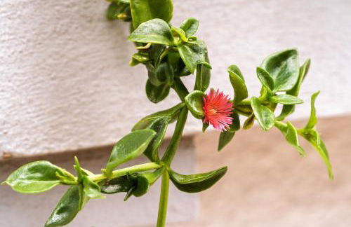 Casa Nª Srª das Graças - Foto 62