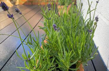 South Devon Holiday Retreat - Entire House - Family & Pet Friendly - Foto 20