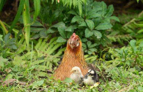 Ferienwohnungen Höttingen - Foto 76