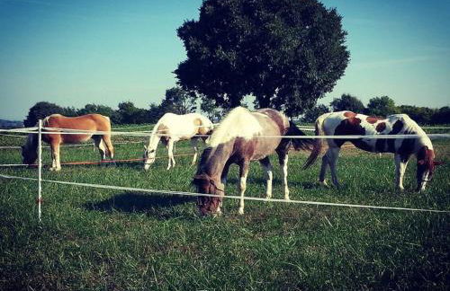 Agriturismo Campagnoletto - Foto 34