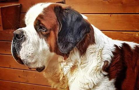 Agriturismo il Podere Vedelago con San Bernardo, Alpaca e una Pentola di cose da scoprire - Foto 28