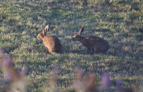 Romantic Country Cottage with Private Hot Tub - Foto 12