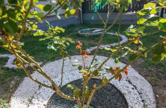 Apartman Marta i soba Maja - Foto 38