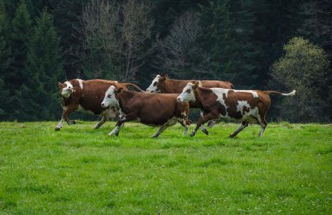 Hansjörgenhof Bioland-Hof - Foto 47