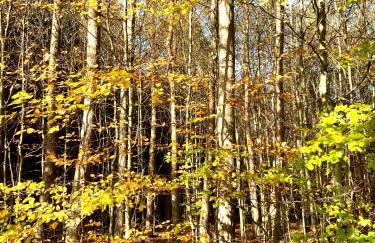 Harzpur Lodge - Pure Entspannung in purer Natur - Foto 61