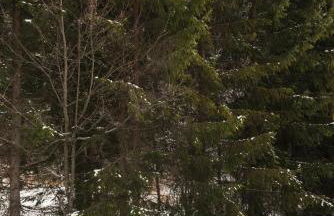 Nido di Lusso a Madonna di Campiglio - Foto 18