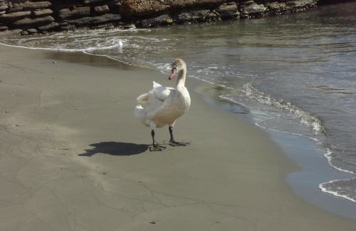 In front of the Beach. - Photo 33