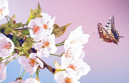 Cityappartement am Kirschberg - Foto 15