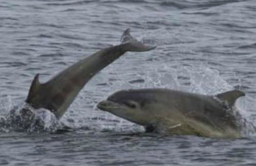 Little Slioch Cottage- A Break From City Life - Foto 14