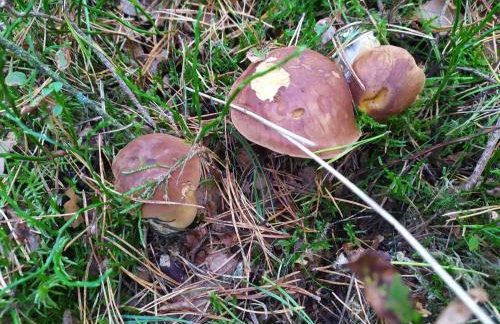 Słońce i Woda Domki Całoroczne, Podgrzewany Basen, Balia z jacuzzi, Klimatyzacja, Bezpłatny Parking - Foto 62