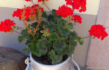 Gîte le coeur d'Alsace - Foto 60