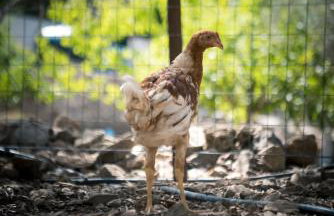 Chaihoutes stone House and Villa into Olive farm in Zia - Photo 43