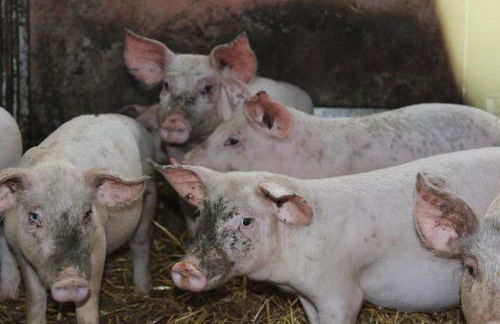 Società Agricola F.lli Angelucci - Foto 114