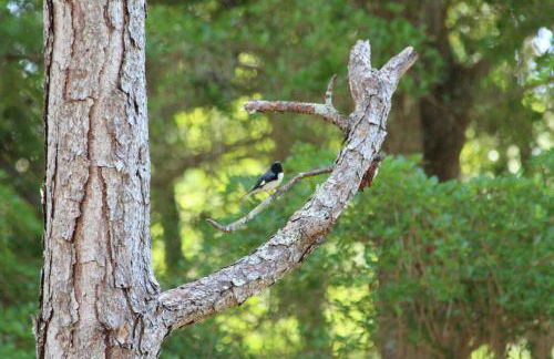 Royal Palms Villa, Pool, Spa, Private Gate, 1,5 acre - Foto 21