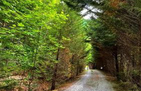 Tiny House, WIFI,Hot tub,Secluded - Foto 17