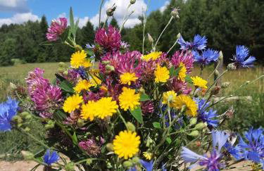 Pod Żurawiem Urokliwy domek na Kaszubach - Foto 65