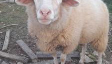 Quinta Da Bolota double room - Foto 3