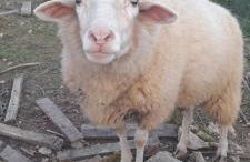 Quinta Da Bolota double room - Foto 3